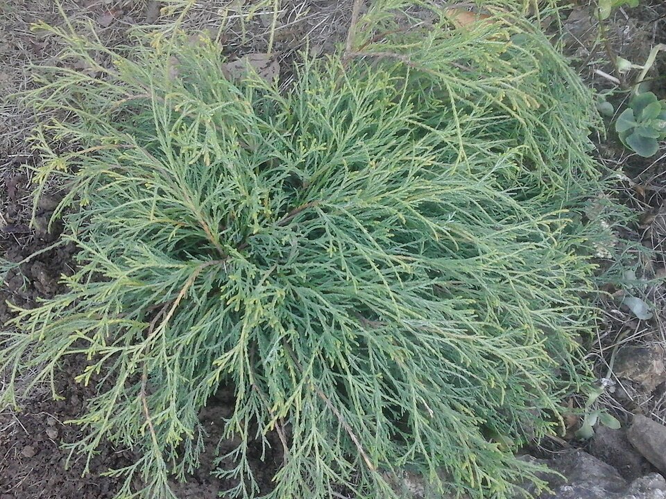 Chamaecyparis pisifera 'Sungold' (Sungold Falsecypress)