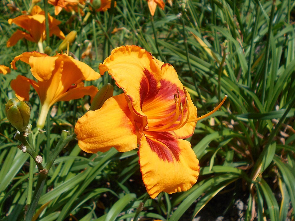 Hemerocallis 'Fooled Me' (Fooled Me Daylily) (alternate view 4)