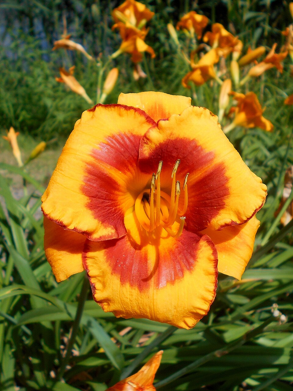 Hemerocallis 'Fooled Me' (Fooled Me Daylily) (alternate view 5)