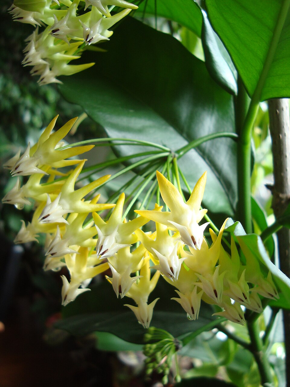 Hoya multiflora (variegated) (Variegated Hoya Multiflora) (alternate view 9)