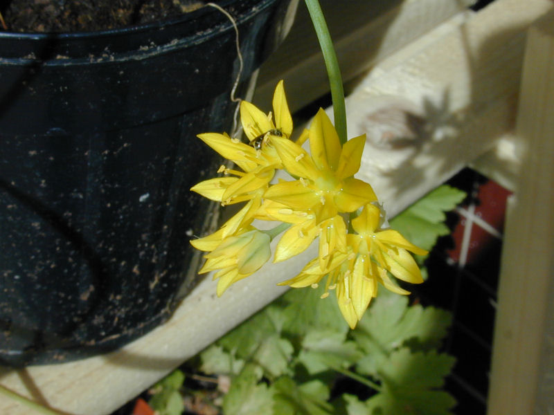 Allium moly (Golden Garlic) (alternate view 6)