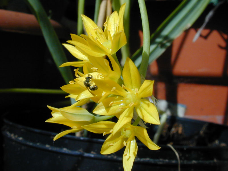 Allium moly (Golden Garlic) (alternate view 7)