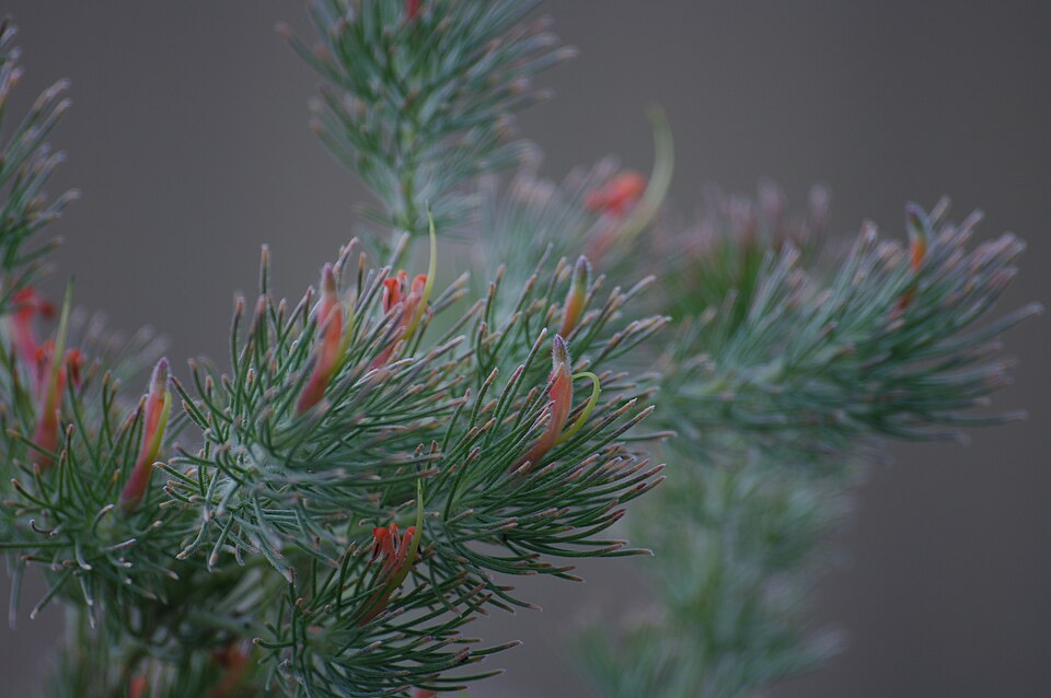 Adenanthos sericeus (alternate view 6)
