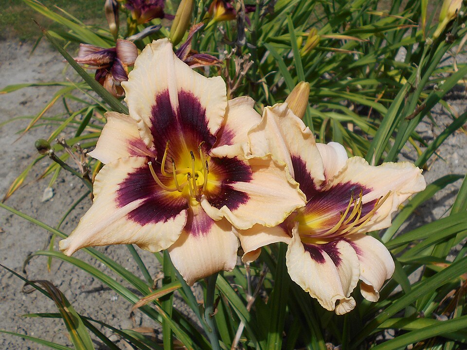 Hemerocallis 'Moonlit Masquerade' (Moonlit Masquerade Daylily)