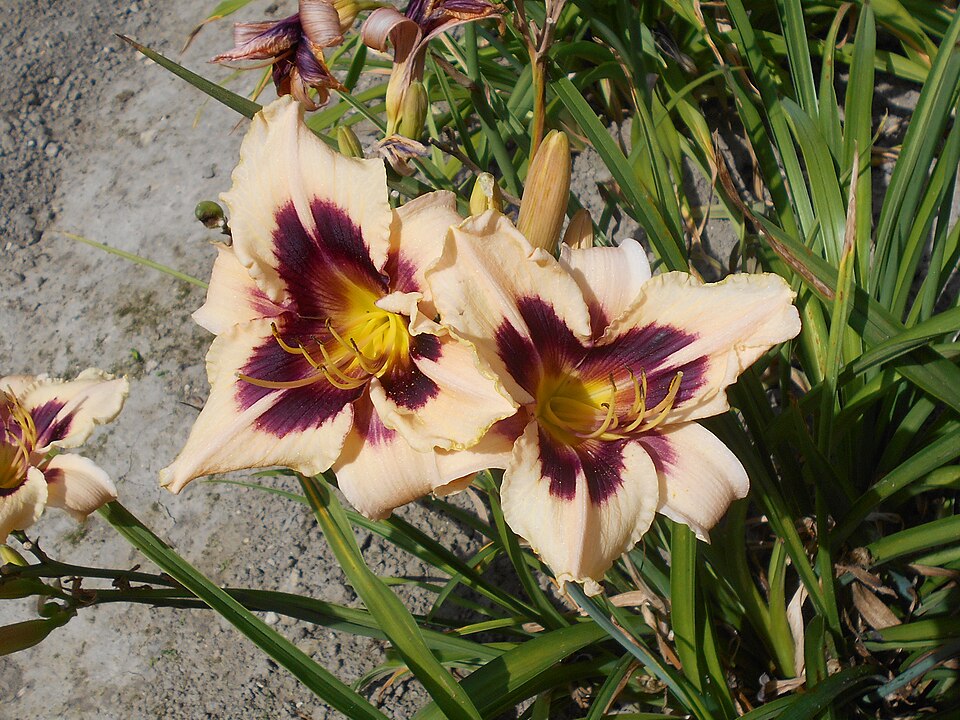 Hemerocallis 'Moonlit Masquerade' (Moonlit Masquerade Daylily) (alternate view 2)