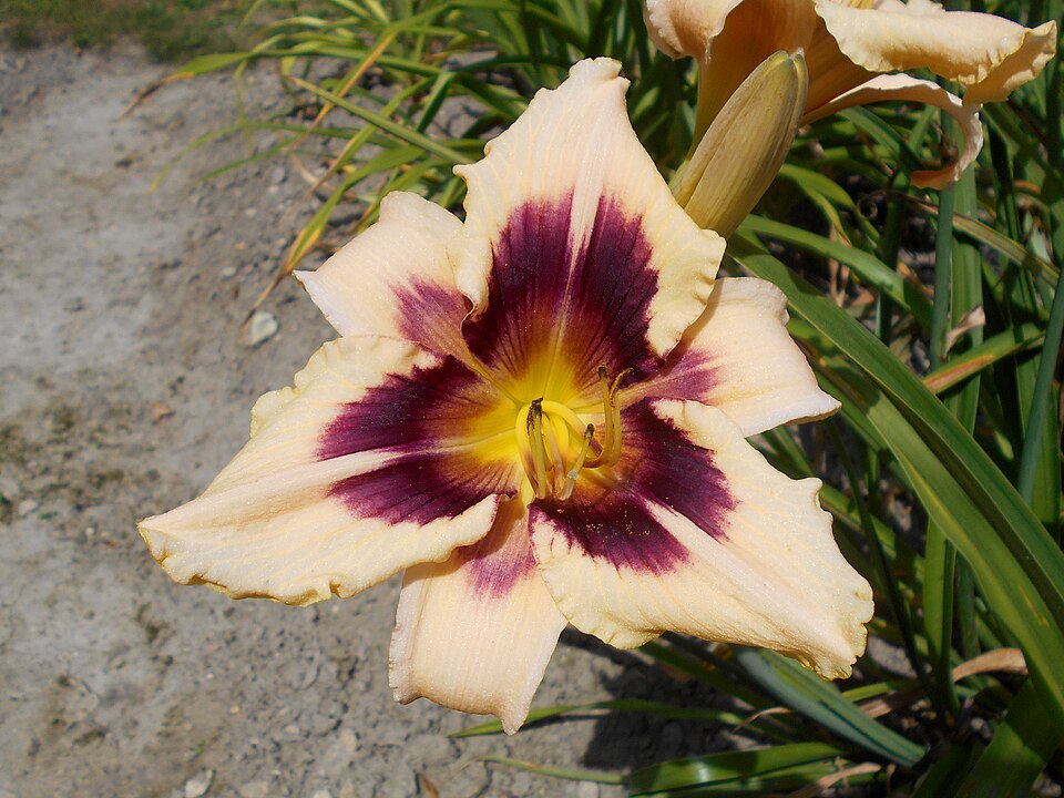 Hemerocallis 'Moonlit Masquerade' (Moonlit Masquerade Daylily) (alternate view 3)