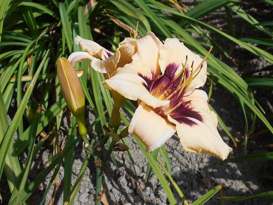 Hemerocallis 'Moonlit Masquerade' (Moonlit Masquerade Daylily) (alternate view 4)