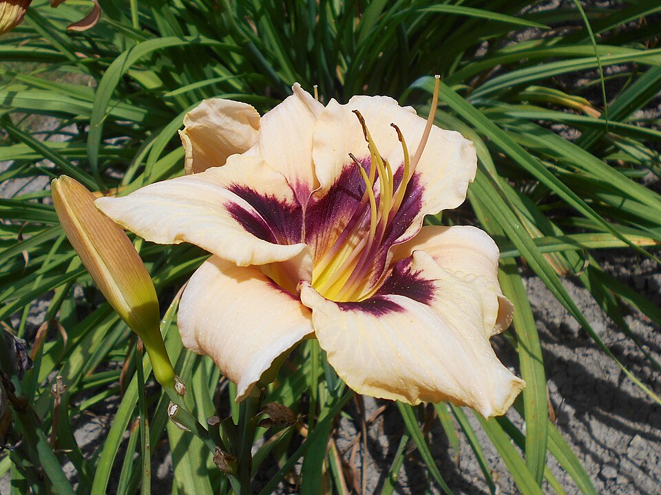 Hemerocallis 'Moonlit Masquerade' (Moonlit Masquerade Daylily) (alternate view 5)