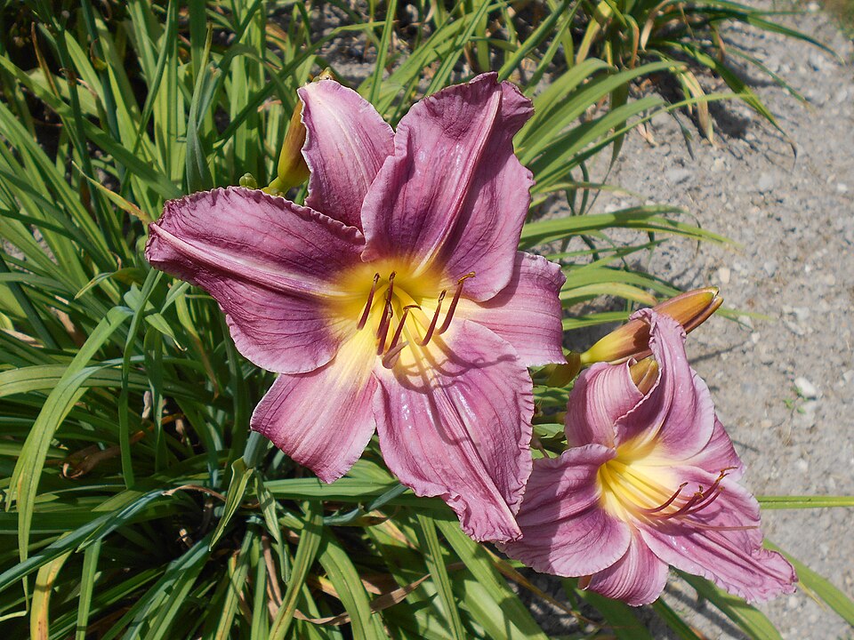 Hemerocallis 'Prairie Blue Eyes' (Prairie Blue Eyes Daylily) (alternate view 4)