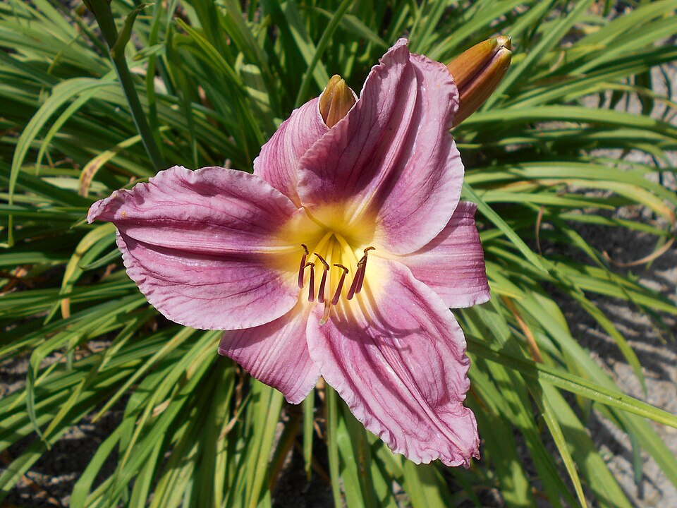 Hemerocallis 'Prairie Blue Eyes' (Prairie Blue Eyes Daylily) (alternate view 5)