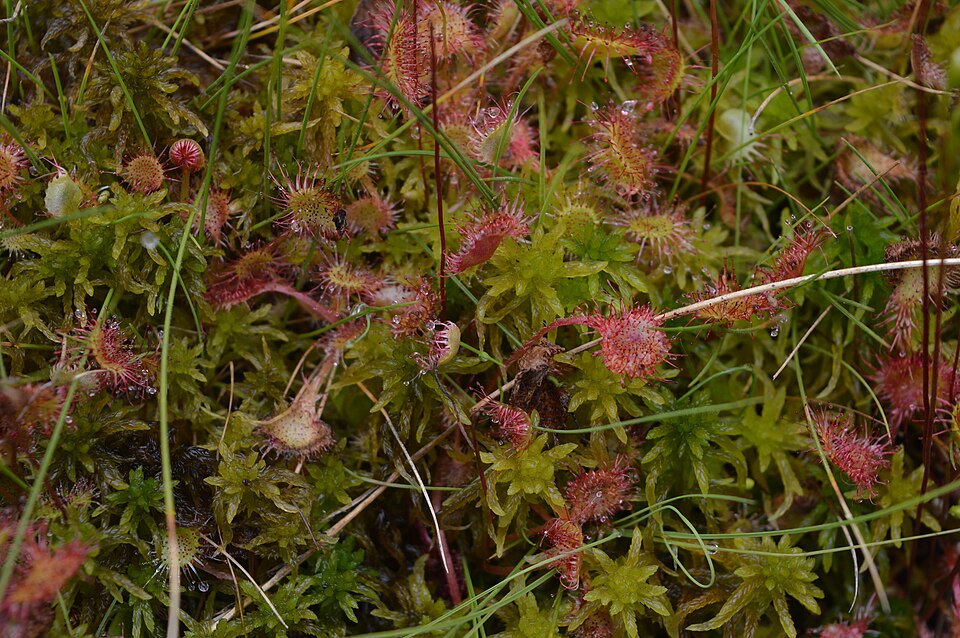 Drosera (Sundews) (alternate view 2)