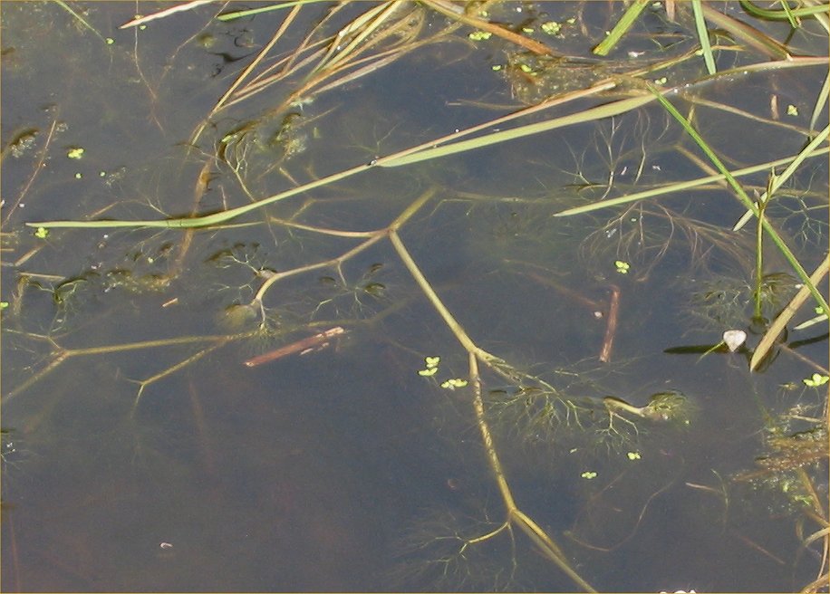Ranunculus aquatilis (common water-crowfoot)