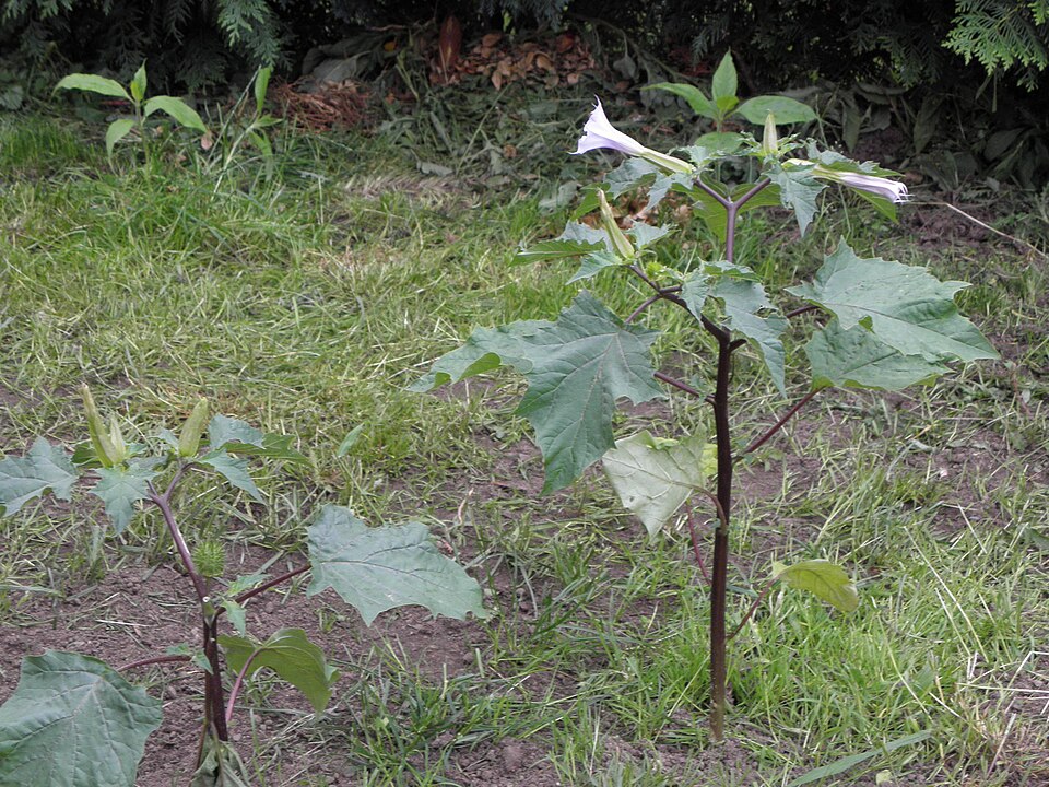 Datura stramonium (jimsonweed)