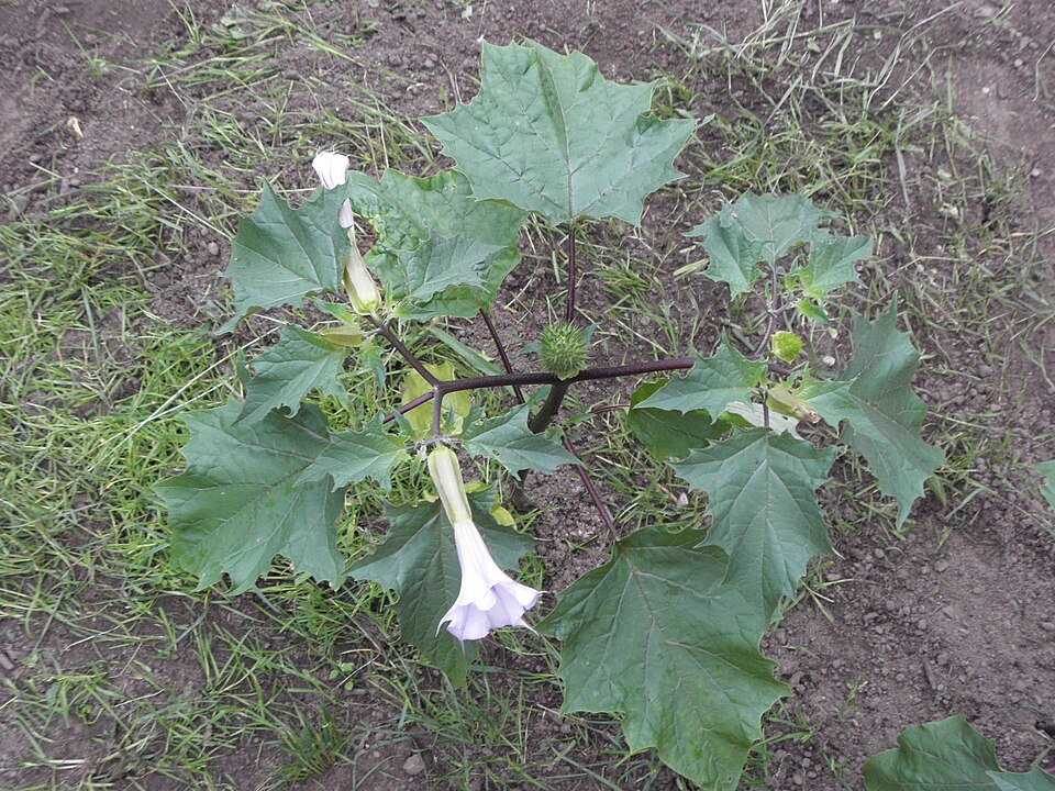 Datura stramonium (jimsonweed)