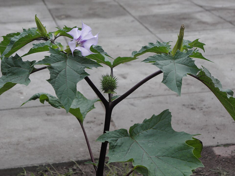 Datura stramonium (jimsonweed)