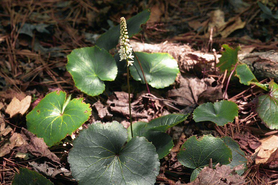 Galax urceolata (galax) (alternate view 5)