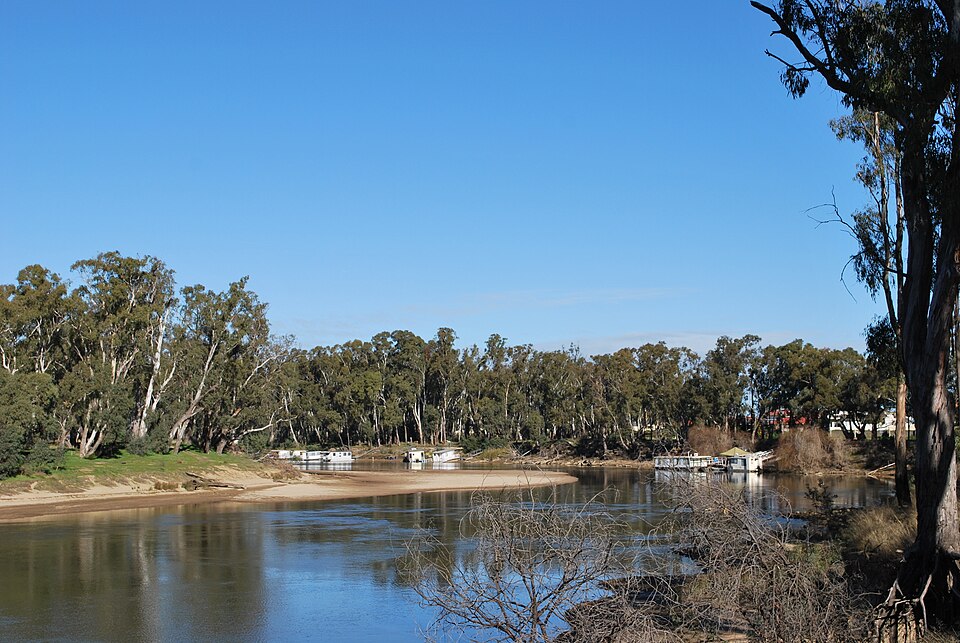 Eucalyptus camaldulensis (River Red Gum) (alternate view 4)