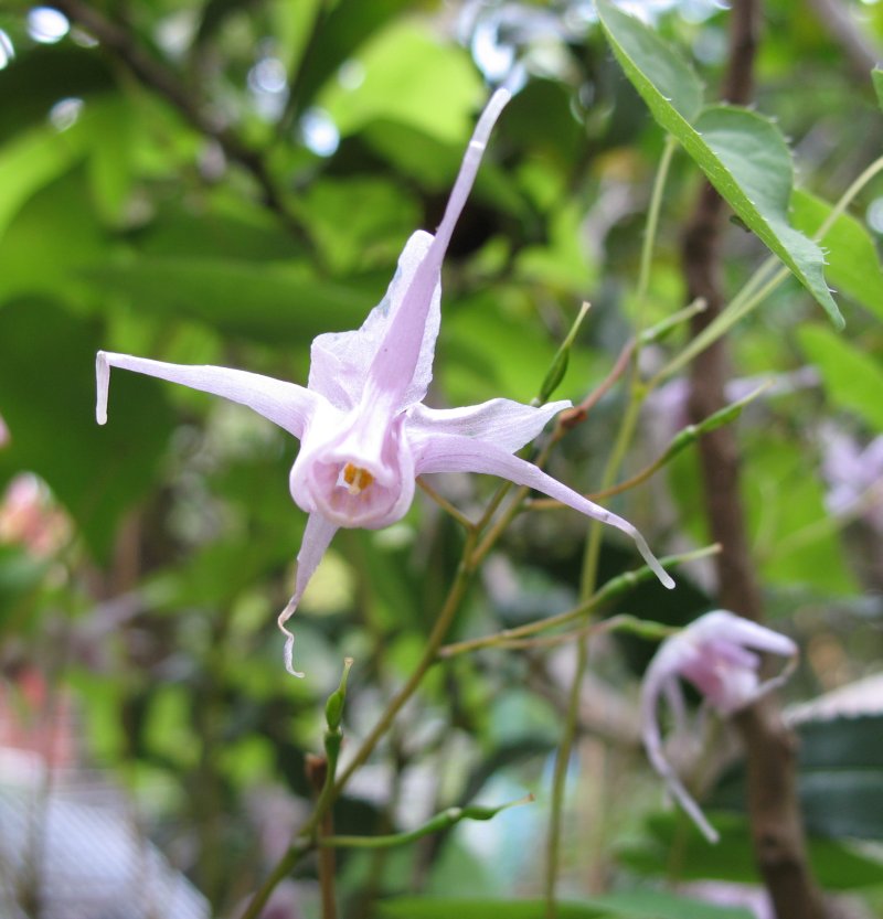 Epimedium grandiflorum, Bishop's hat — spreading deciduous (Berberidaceae) (image 1 of 10)