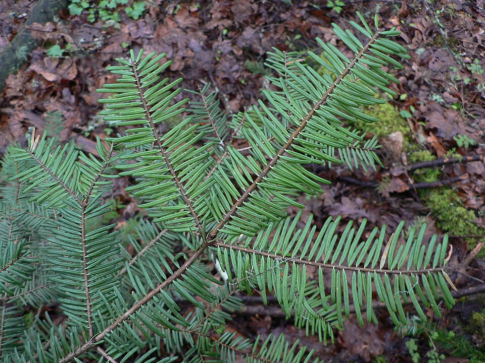 Abies grandis (grand fir) (alternate view 9)