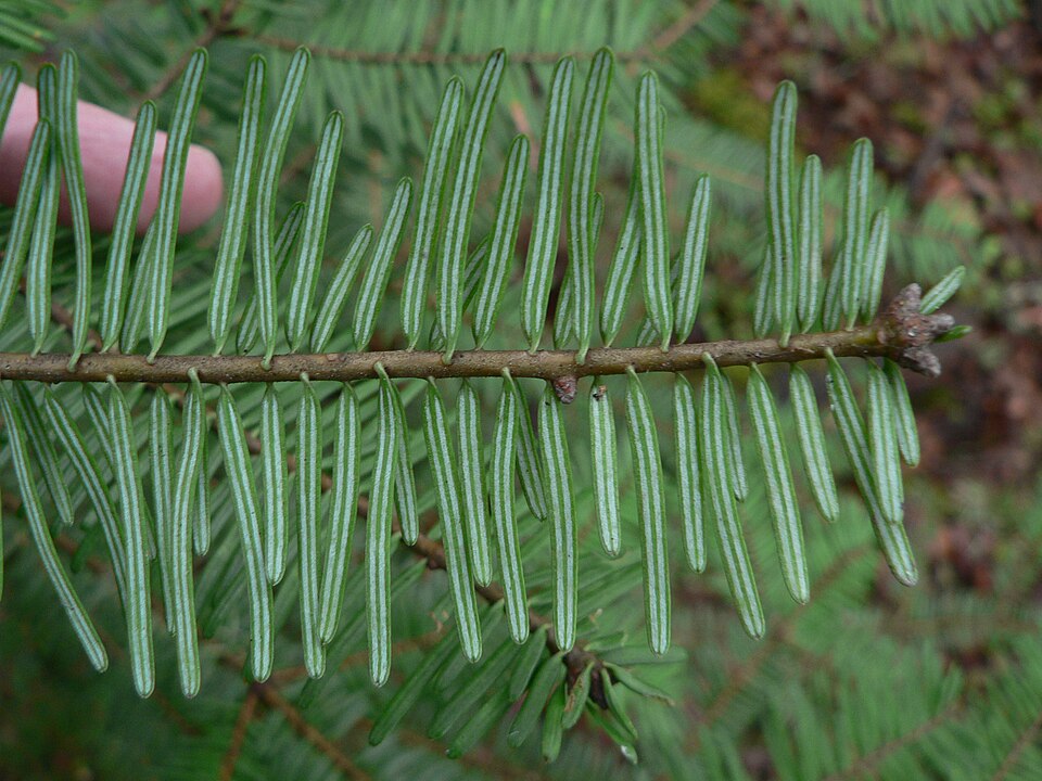 Abies grandis (grand fir) (alternate view 10)
