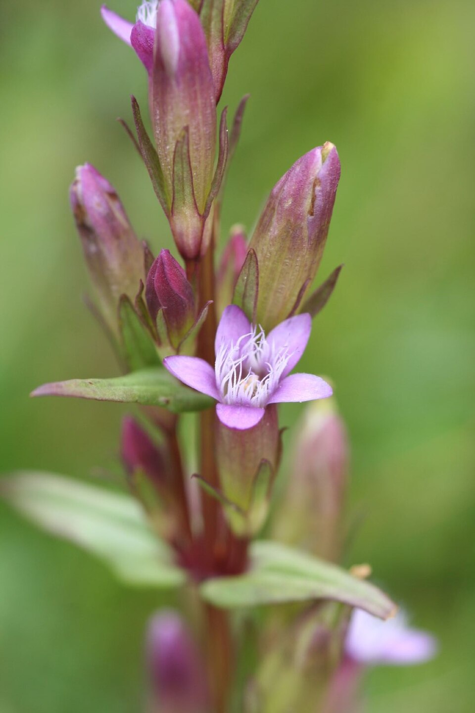 Gentianella amarella (autumn gentian)
