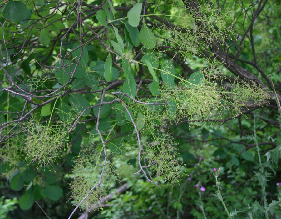 Cotinus coggygria (smoke tree, smoke bush) (alternate view 6)