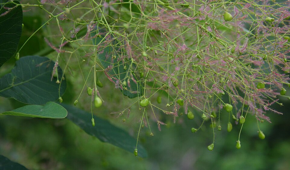 Cotinus coggygria (smoke tree, smoke bush) (alternate view 7)