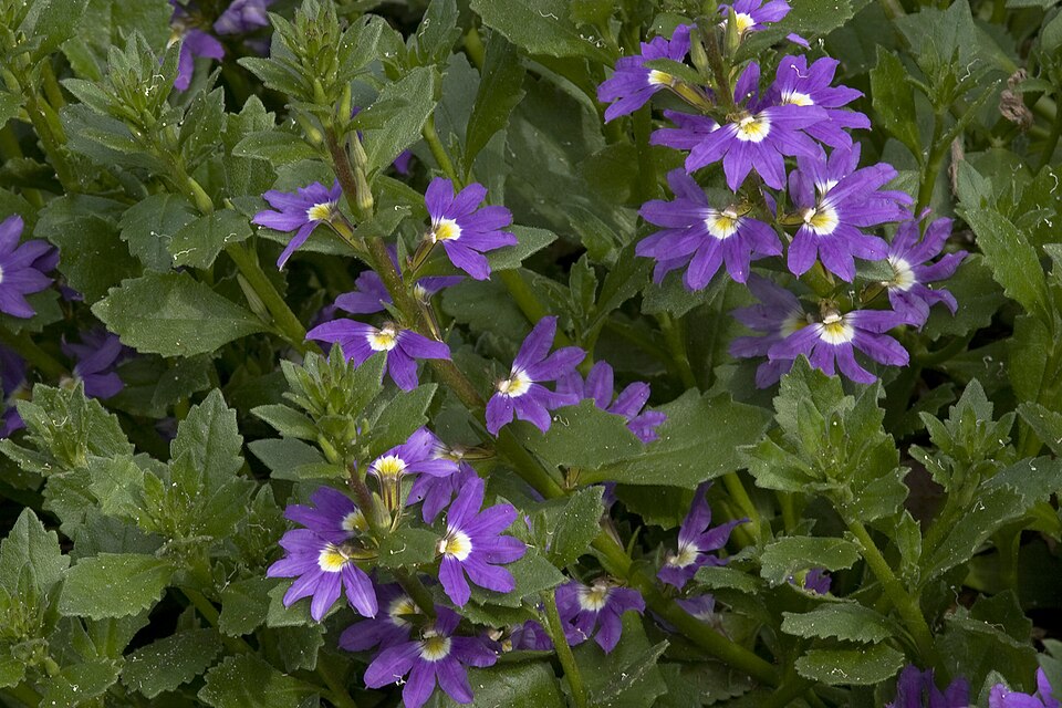 Scaevola (fanflowers)