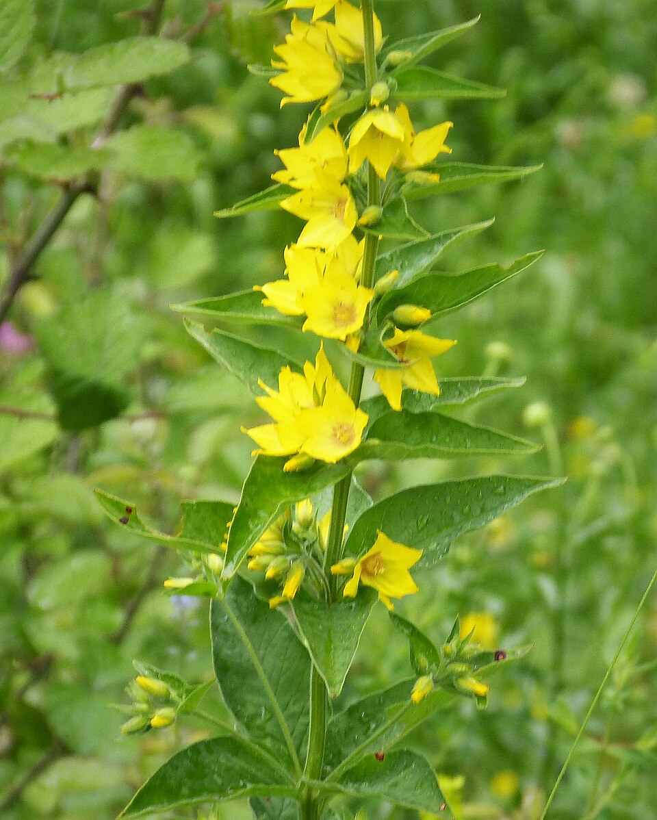 Lysimachia punctata (Dotted Loosestrife)