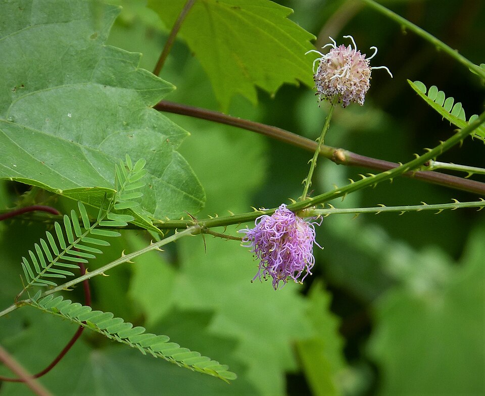 Mimosa nuttallii (Catclaw Briar) (alternate view 4)