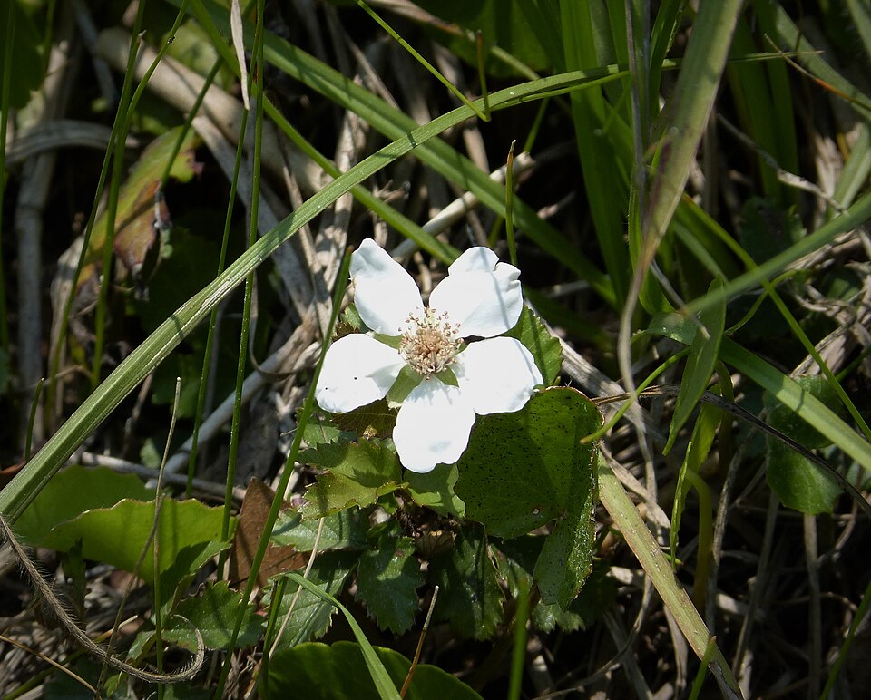 Rubus trivialis (southern dewberry)