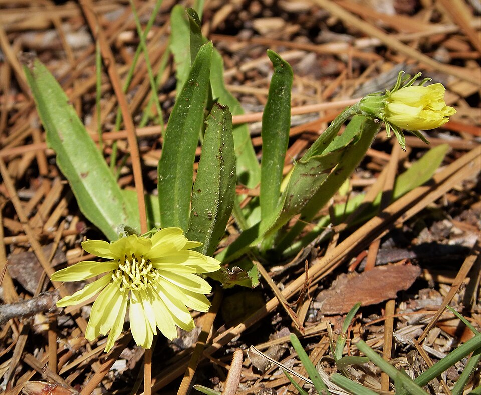 Pyrrhopappus carolinianus (Carolina desert-chicory) (alternate view 3)
