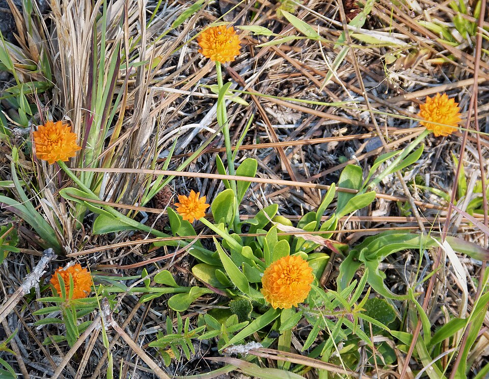 Senega lutea (orange milkwort) (alternate view 8)