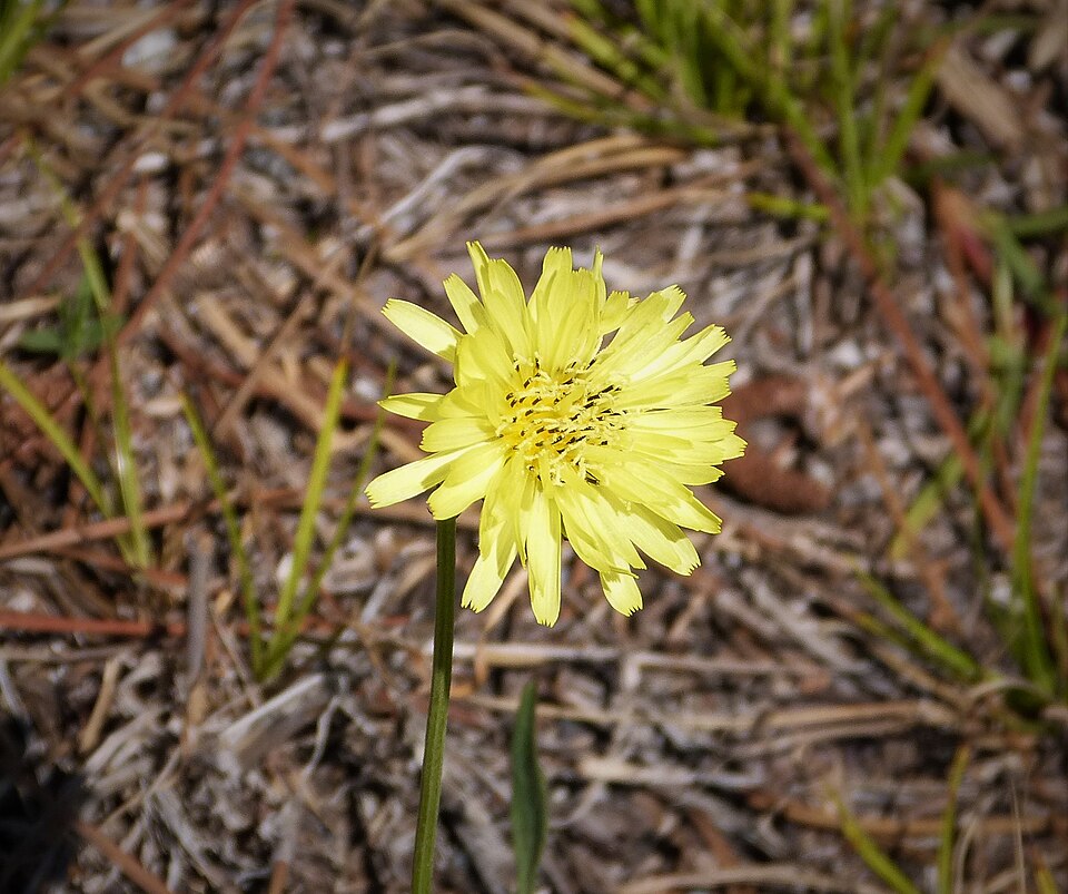 Pyrrhopappus carolinianus (Carolina desert-chicory) (alternate view 4)