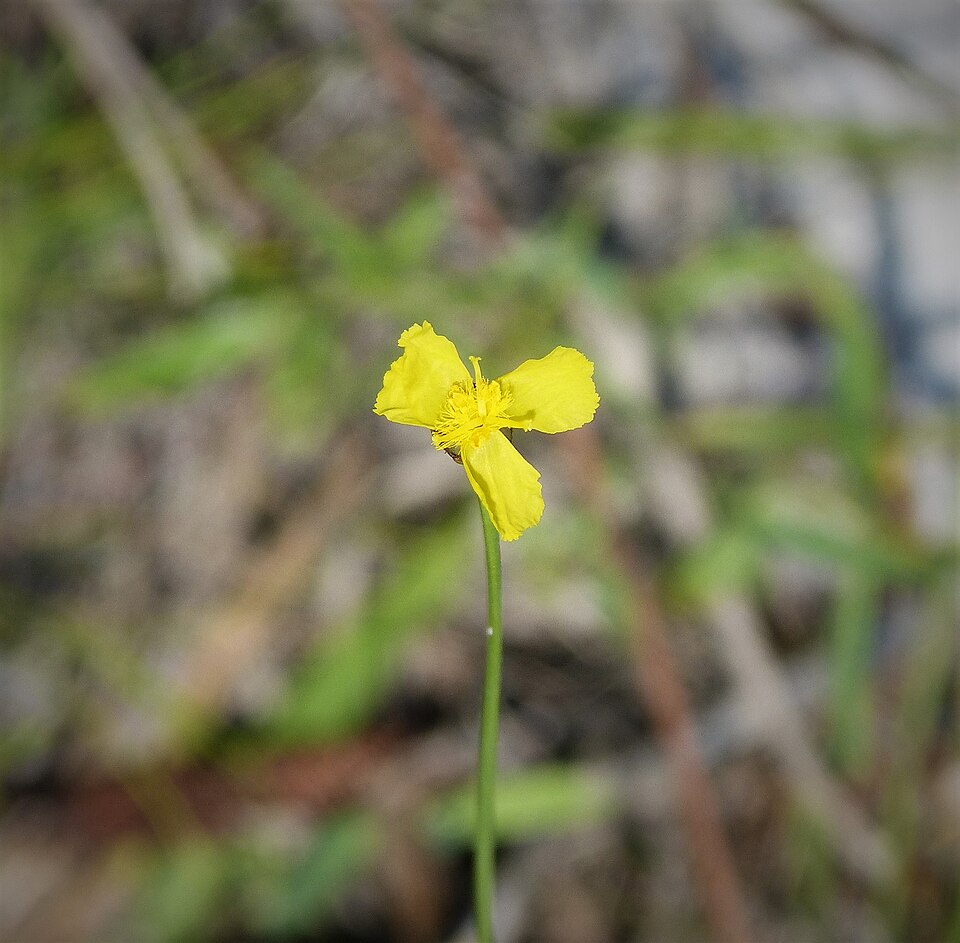 Xyris (Yellow-eyed Grasses) (alternate view 5)
