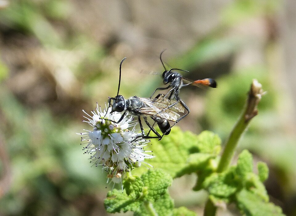 Ammophila
