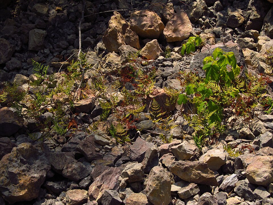 Gymnocarpium (oak ferns) (alternate view 2)