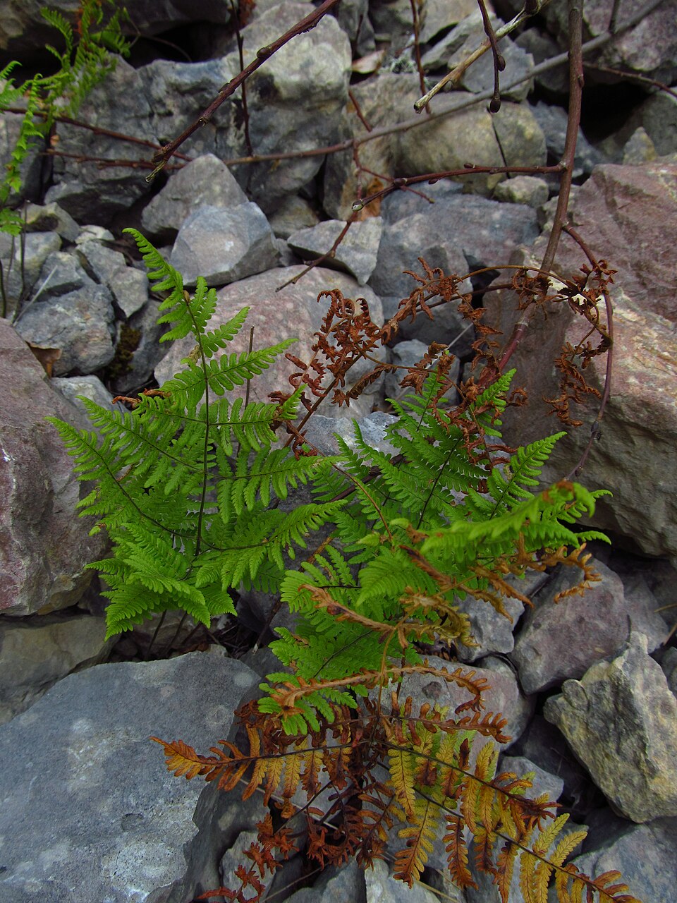 Gymnocarpium (oak ferns) (alternate view 3)