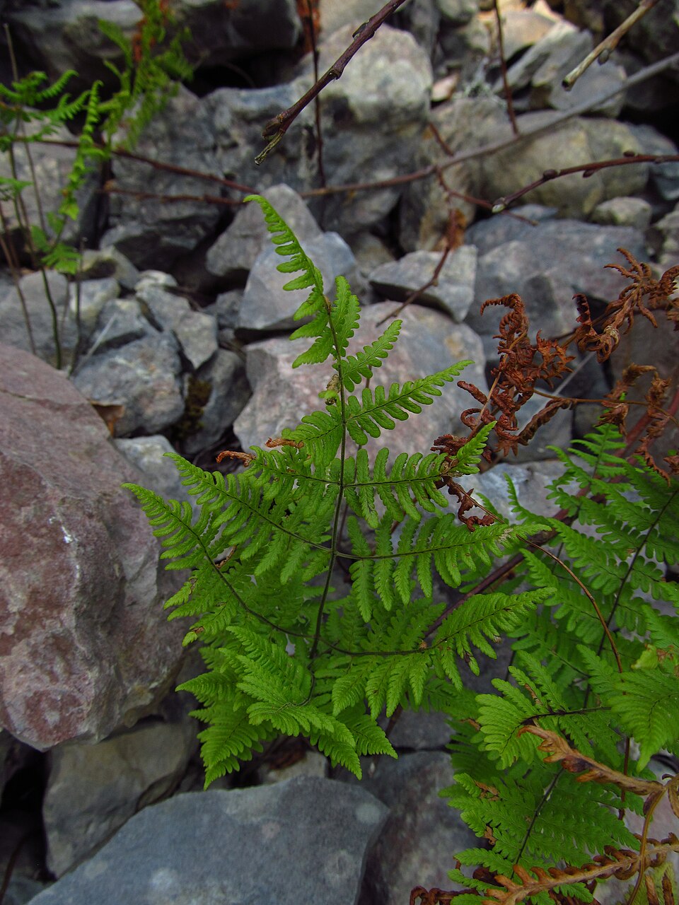 Gymnocarpium (oak ferns) (alternate view 4)