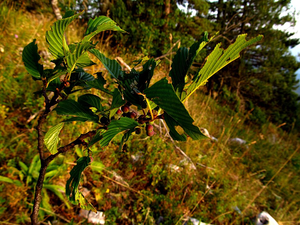 Rhamnus (Buckthorns) (alternate view 4)