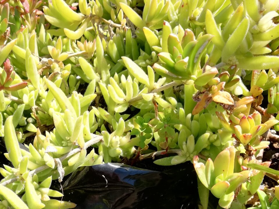 Delosperma (Sheepfigs) (alternate view 3)
