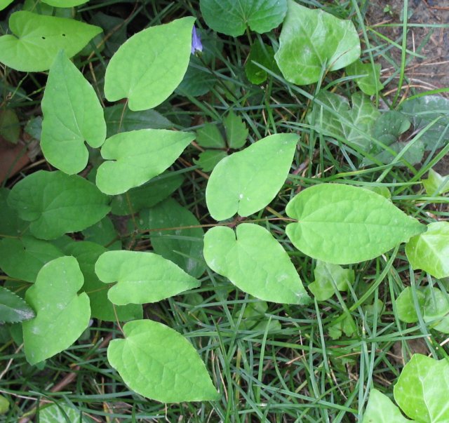 Epimedium grandiflorum, Bishop's hat — spreading deciduous (Berberidaceae) (image 2 of 10)