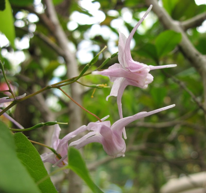 Epimedium grandiflorum, Bishop's hat — spreading deciduous (Berberidaceae) (image 3 of 10)