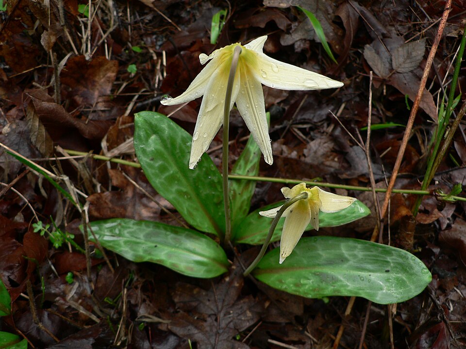 Erythronium oregonum (Oregon fawn lily) (alternate view 6)