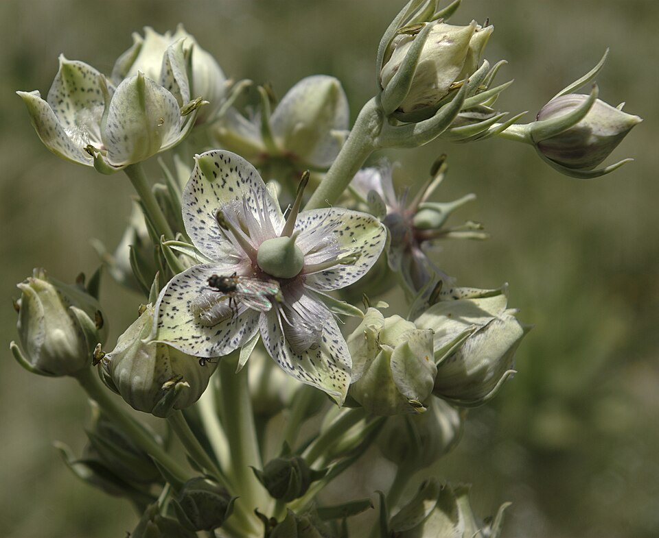 Frasera speciosa (monument plant) (alternate view 7)