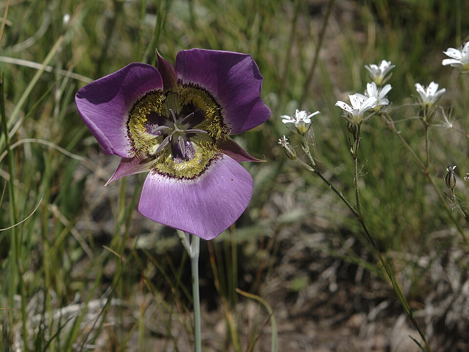 Calochortus gunnisonii (Gunnison's Mariposa Lily) (alternate view 6)