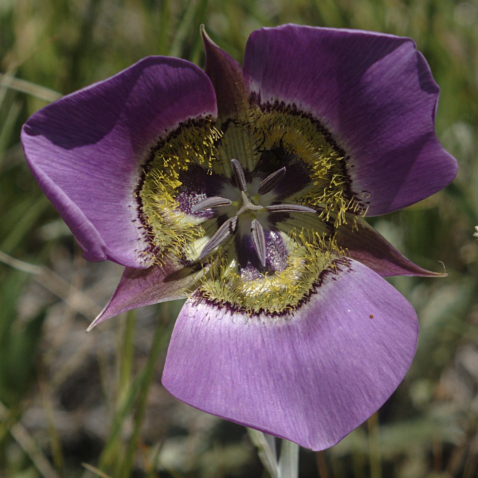 Calochortus gunnisonii (Gunnison's Mariposa Lily) (alternate view 7)