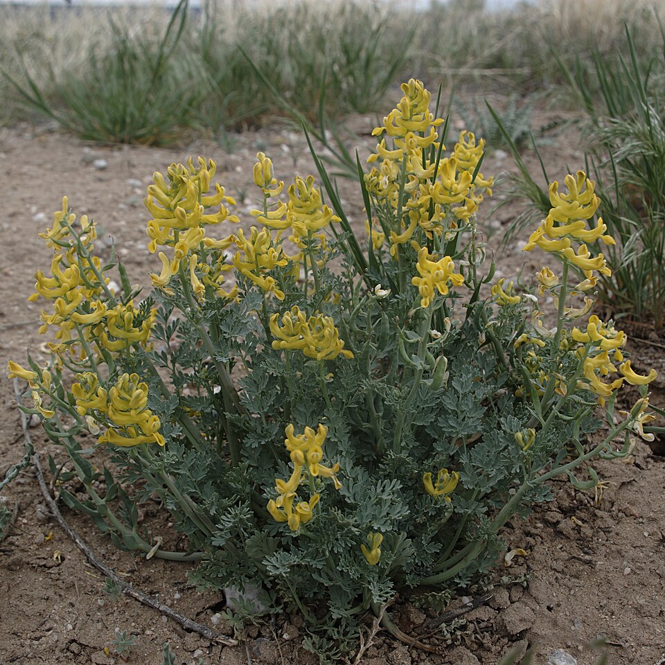 Corydalis aurea (golden corydalis) (alternate view 9)