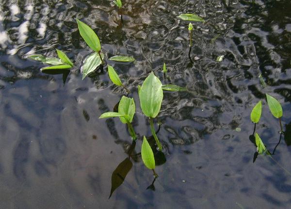 Potamogeton polygonifolius (Bog Pondweed)