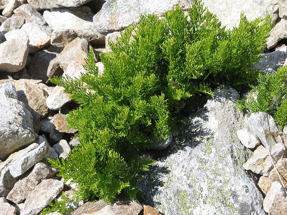 Cryptogramma crispa (parsley fern)